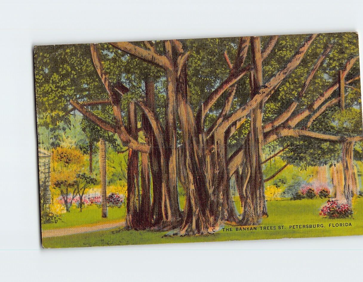 Postcard The Banyan Trees St. Petersburg Florida USA