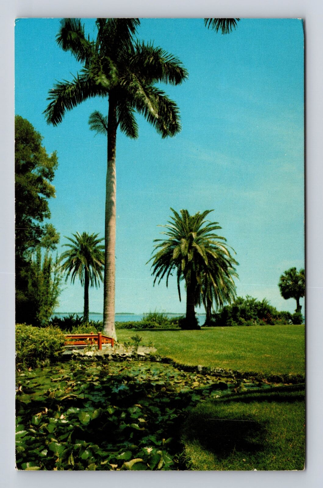 Clearwater FL-Florida, Landscape At Clearwater Bay, Antique, Vintage Postcard