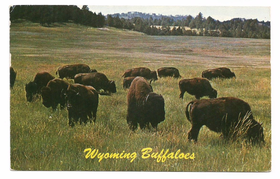WY Postcard Wyoming Buffalo