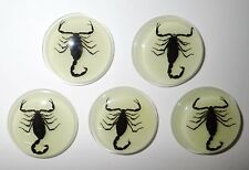 Insect Cabochon Black Scorpion 38.5 mm Round inner 35 mm Glow 5 pieces Lot picture