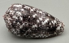Conus stercusmuscarum 38mm F+++ W/ Operculum Olango Island Philippines Shell picture