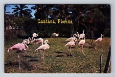 Lantana FL-Florida, Scenic View Of Flamingos, Antique, Vintage Postcard picture