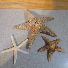 Vintage Large Dried Seastars, Authentic Florida Coast 1986 Beach Finds Set Of 3 picture