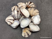 Mexican Sunset Striped Clam Seashells (15 shells approx. 1.25+ inches) picture