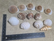 13x Sea Shells Lot Various Sizes/Types Florida & Keys Conch  Muffin Spotted Tun picture