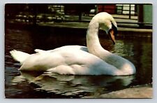 Beautiful Swan on the Water Vintage Postcard 0688 picture