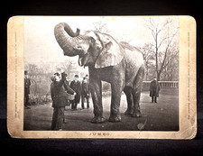 VERY RARE CIRCUS CABINET PHOTO - 