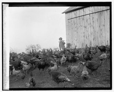 Photo:Geraldine Day 1925 Child with Turkeys Barnyard Scene picture
