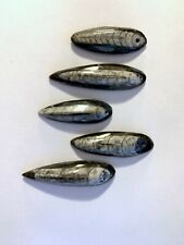 Millions of Years Orthoceras Cephalopod Fossil Pendants Comes 3 in a Package picture