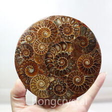 1pc Natural Ammonite Disc Fossil Conch Specimen Reiki Healing picture