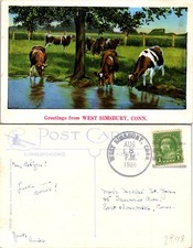 West Simsbury CT Greetings from West Simsbury Cows Drinking Water Postcard 72244 picture