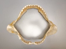 Large 16” Tiger Shark Jaw Taxidermy Clean Educational Set Jaws Natural Teeth picture