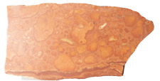 Large Polished Oncolite Slice Exmouth Western Australia Rock Slab Marine picture