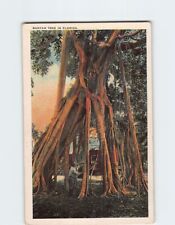 Postcard Banyan Tree In Florida picture