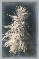 California Pampas Grass RPPC Vintage Photo WWII Soldier Mail San Francisco 1945 picture