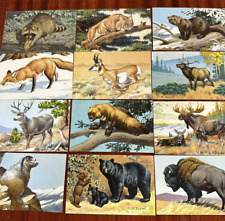 LOT of 12 Vintage 1958 National Wildlife Federation Postcards Unsent Made in USA picture