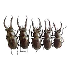 5 pcs Viet Nam beetles  Lucanidae  Lucanus Vitalisi, A1. picture