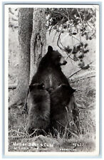 Red Bluff California CA Postcard Mother Bear & Cubs at Lunch 1954 RPPC Photo picture