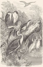BIRDS. Stilt-Walker. Heron. Day & Night c1870 old antique print picture picture