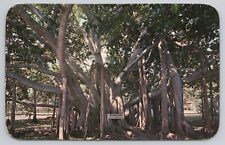 Postcard Oldest Indian Banyan Tree Lahaina Maui Hawaii Islands Unposted Chrome picture