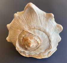 STUNNING Caribbean Helmet Queen Conch RIBBED Bahamas 5.5 x 5 UNIQUE TOP TEXTURE picture