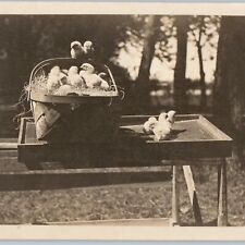 c1910s Adorable Baby Chicks RPPC Bird Chicken Backet Egg Cute Real Photo A193 picture