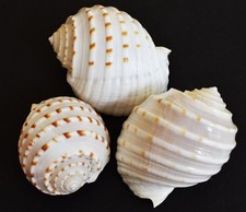 Indian Tonna Tessalata Shells measuring 1 1/2 to 2
