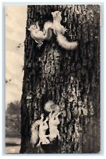 1934 Four White Squirrels Born In The Tree Olney Illinois IL Vintage Postcard picture