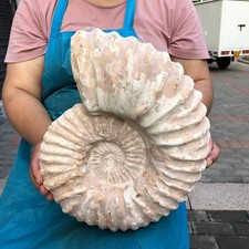 23.8LB Large Natural Beautiful Ammonite Fossil Conch Crystal Specimen Healing picture