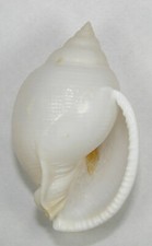 CASSIS BISULCATA DIUTURNA 62.78mm BEAUTIFUL XXL SPECIMEN Capricorn Channel, Aust picture