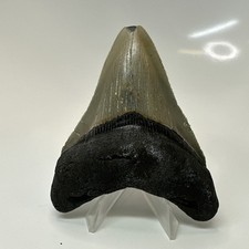 Megalodon Shark Tooth 3.83 Inch - Serrated - Beautiful Fossil - Authentic 20460 picture
