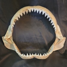 Monster Bull SHARK JAW Professionally Cleaned. 12 inches of real shark jaws picture