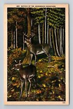 Adirondack Mountains NY-New York, Deer of Adirondack Mts Vintage Postcard picture