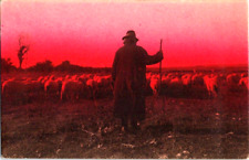 Roman Countryside sheep herder at dusk rppc red sky vintage postcard a67 picture