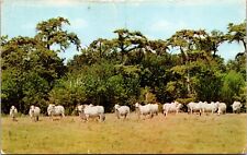 Hungerford Texas TX Pasture Scene JD Hudgins Ranch Cattle Cows Postcard L55 picture