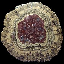 Polished Oncolite Stromatolite Microbialite Fossil, Cretaceous Age, Mexico, 131G picture