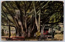 Postcard Banyan Tree Honolulu Hawaii, Posted 1911 picture