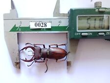 0028# Vietnam Beetles    Lucanidae- Lucanus  marazziorum  51mm A1  picture