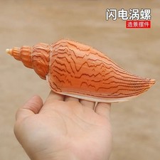 15-16CM Lightning Whirlpool Seashell Rare Natural Shell Aquarium Decoration 1pc picture