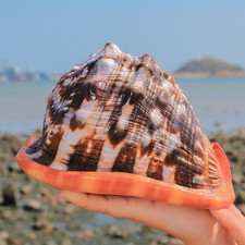 Natural Rubeta Conch Shell Sea Snail Home Fish Tank Ornament 12-14cm / 4.8
