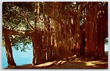 Postcard Banyan Tree On The Shore Of Crescent Lake Florida Unposted picture