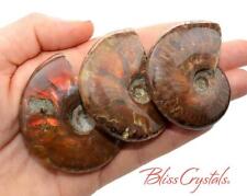 1 XL Red Fire AMMONITE Opalized Fossil Whole Shell Healing Crystals #FX01 picture