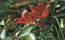 Clearwater FL Florida, Kapok Tree Inn, 5 inch Blooms, Vintage Postcard picture