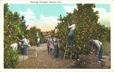 Miami FL Picking Oranges in Grove Agriculture White Border Postcard c1920s picture