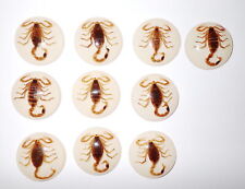 Insect Cabochon Golden Scorpion Specimen 35 mm Round on White 10 piece Lot picture