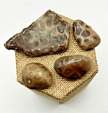 **NEW** AN ASSORTMENT OF PETOSKEY STONES AND SLABS - picture