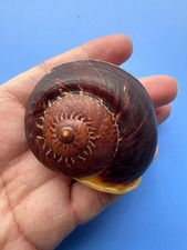 61.2mm| Cyclophorus dodrans? | BIG size | Nice color | Landsnail Vietnam picture