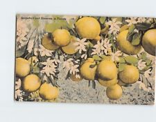 Postcard Grapefruit & Blossoms in Florida USA picture
