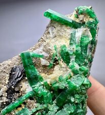 242 Gram Well Terminated Top Green Panjshir Emerald Crystals Bunch On Matrx @Afg picture