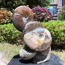 9.13LB Large Natural Beautiful Ammonite Fossil Conch Crystal Specimen Healing picture